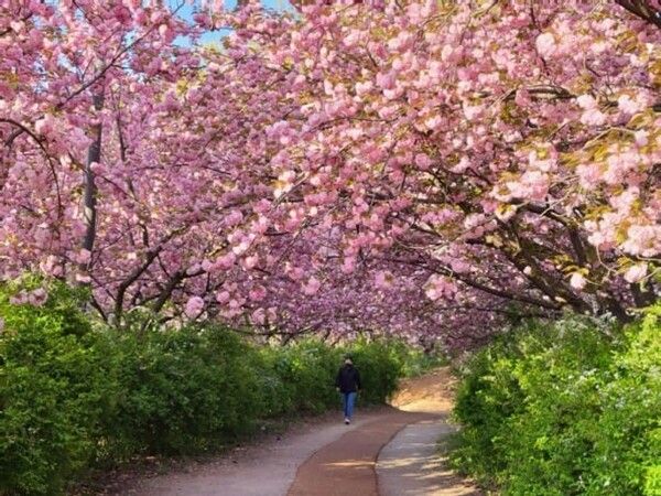 국내 겹벚꽃 명소 추천 / 온라인 커뮤니티