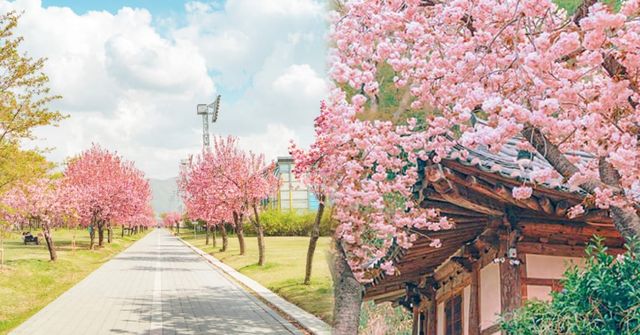 국내 겹벚꽃 명소 추천 / 온라인 커뮤니티