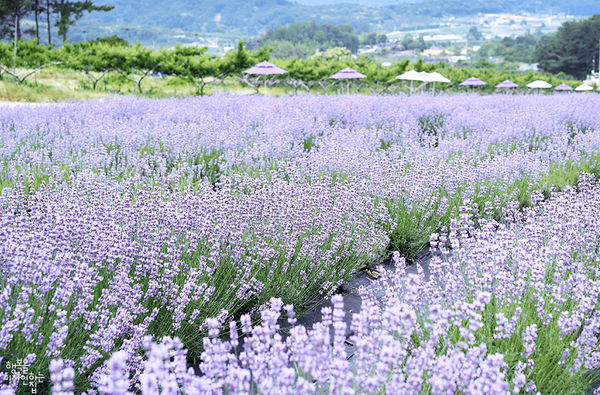 사진=온라인 커뮤니티