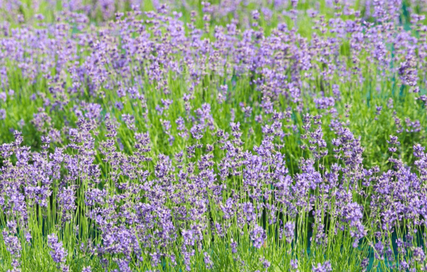 사진=온라인 커뮤니티