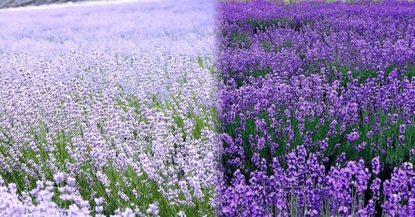 사진=온라인 커뮤니티 / 고성하늬라벤더팜