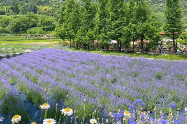 사진=온라인 커뮤니티