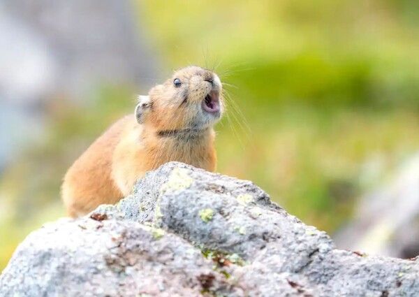 온라인 커뮤니티