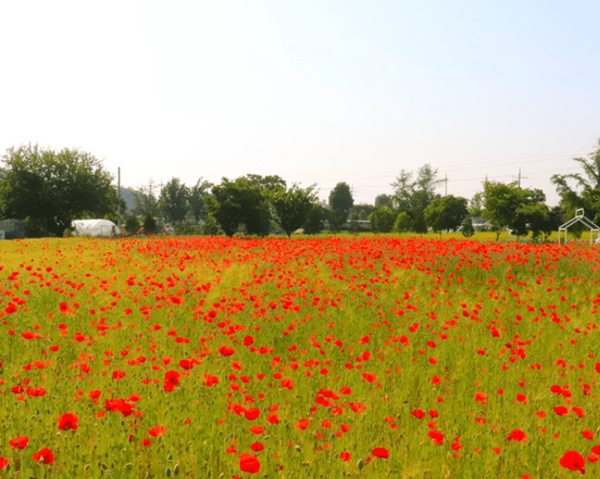온라인 커뮤니티