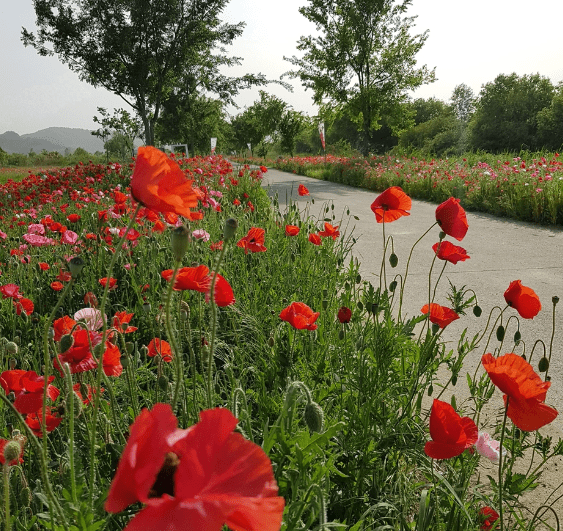 온라인 커뮤니티