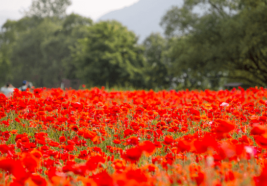 온라인 커뮤니티