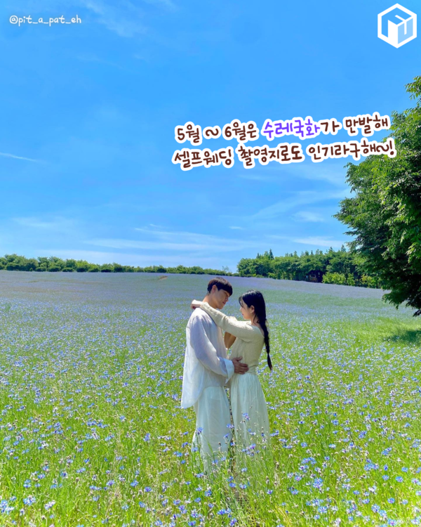 ⓒ여행톡톡 / 태신목장 수레국화