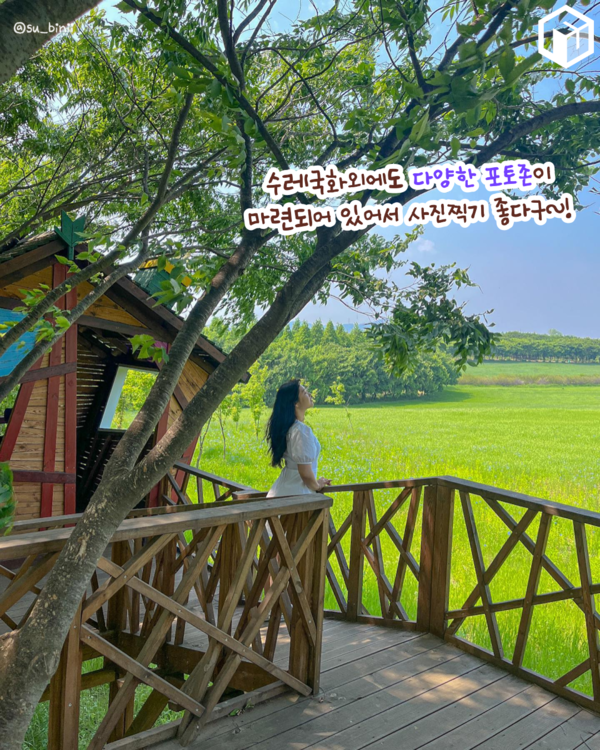 ⓒ여행톡톡 / 태신목장 수레국화