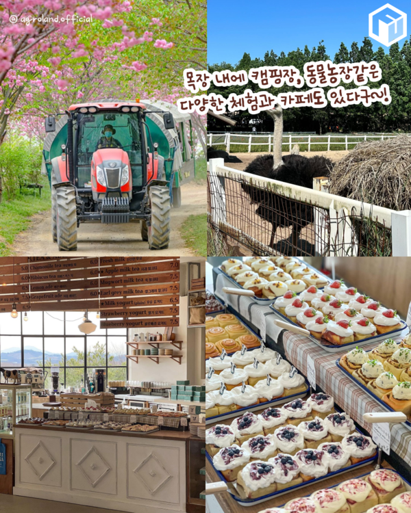 ⓒ여행톡톡 / 태신목장 수레국화