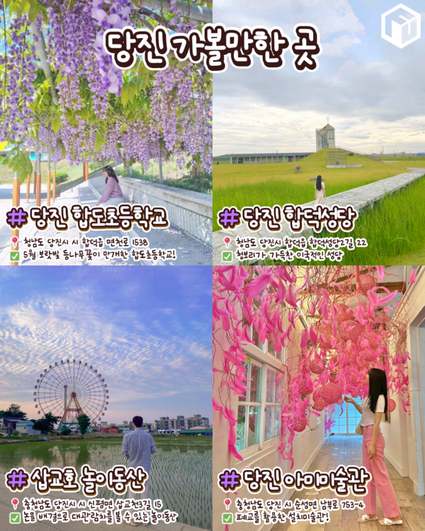 ⓒ여행톡톡 / 태신목장 수레국화