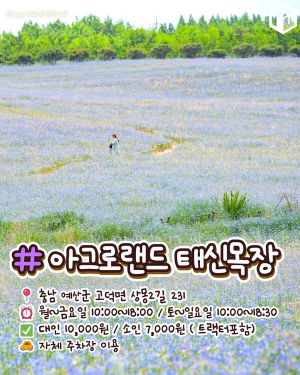 ⓒ여행톡톡 / 태신목장 수레국화