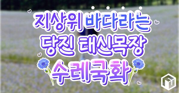 ⓒ여행톡톡 / 태신목장 수레국화