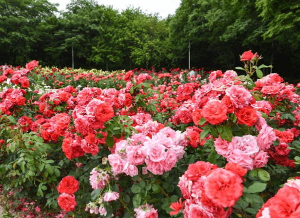 온라인 커뮤니티