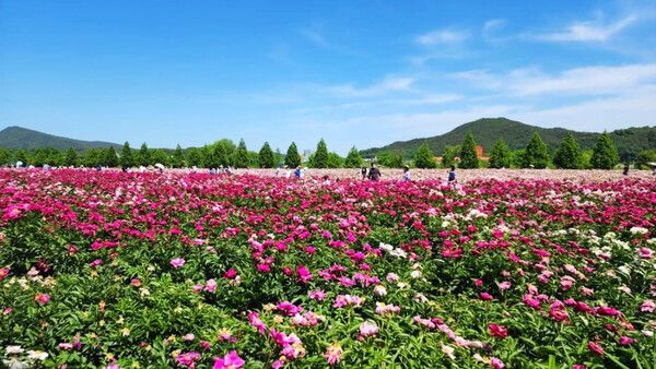 온라인 커뮤니티