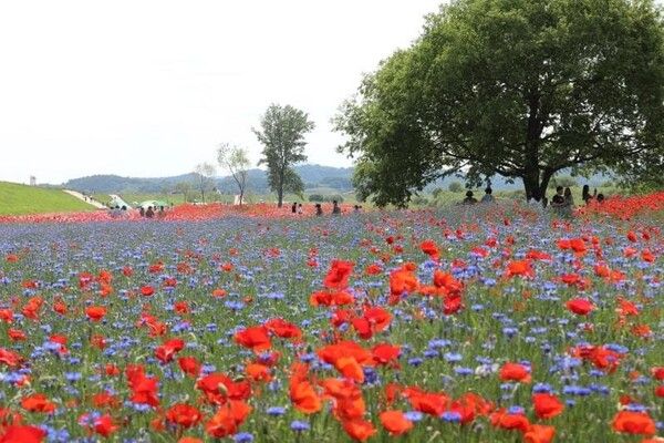 온라인 커뮤니티