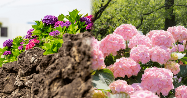 사진=온라인 커뮤니티 / 휴애리