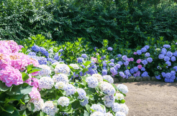 사진=온라인 커뮤니티