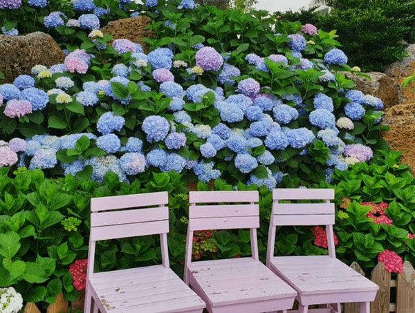 사진=온라인 커뮤니티