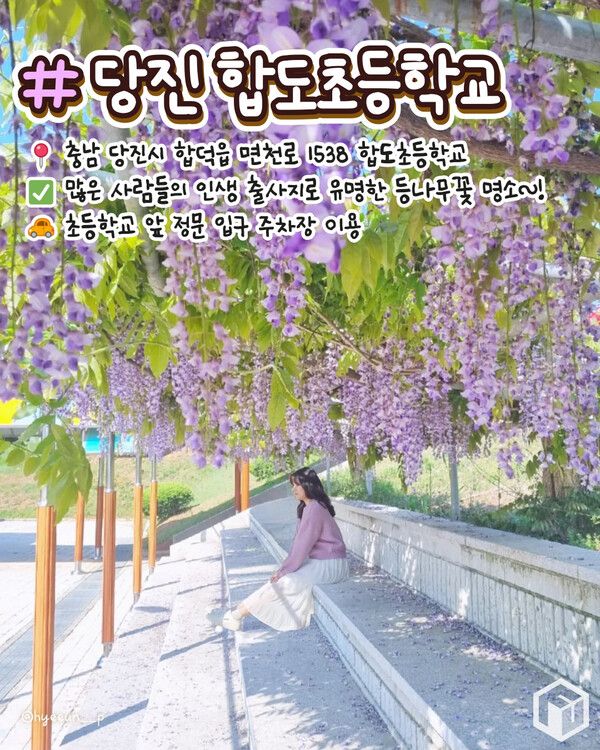 ⓒ여행톡톡 / 등나무꽃 명소