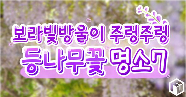 ⓒ여행톡톡 / 등나무꽃 명소