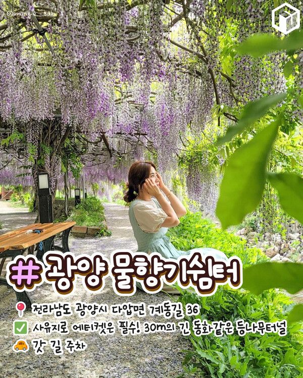 ⓒ여행톡톡 / 등나무꽃 명소