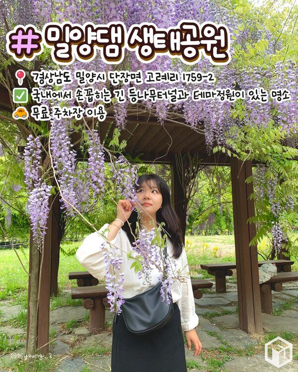 ⓒ여행톡톡 / 등나무꽃 명소