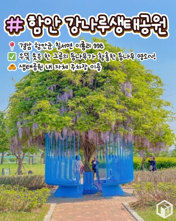 ⓒ여행톡톡 / 등나무꽃 명소