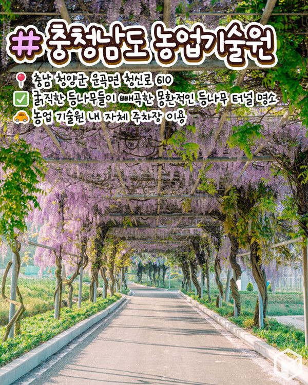 ⓒ여행톡톡 / 등나무꽃 명소