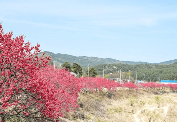 온라인 커뮤니티