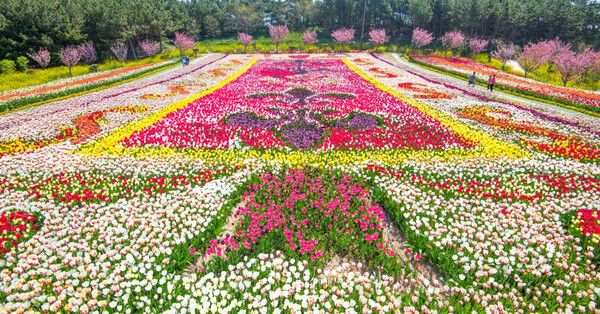 2025 태안튤립축제 / 온라인커뮤니티