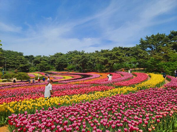 2025 태안튤립축제 / 온라인커뮤니티