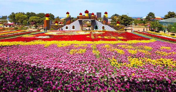 2025 태안튤립축제 / 온라인커뮤니티