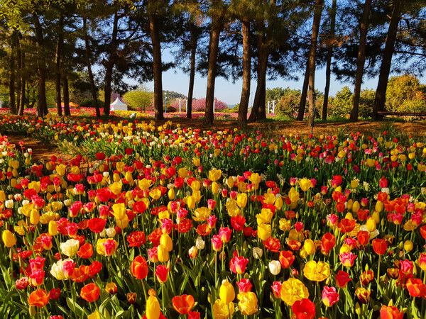 2025 태안튤립축제 / 온라인커뮤니티