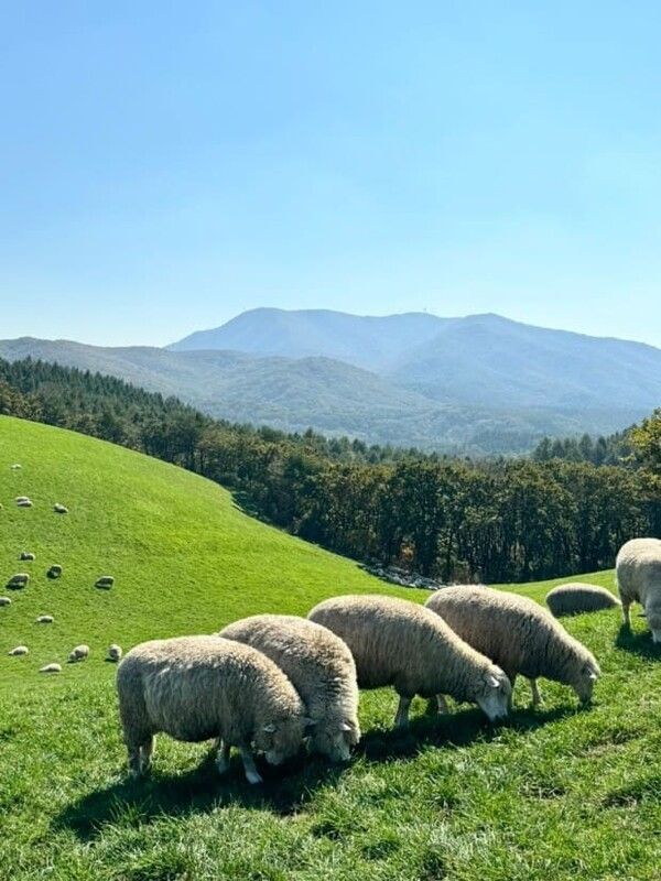 온라인 커뮤니티