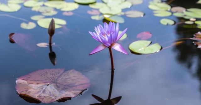 온라인 커뮤니티