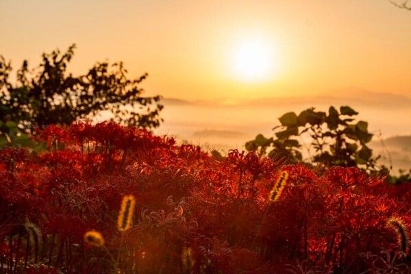 온라인 커뮤니티