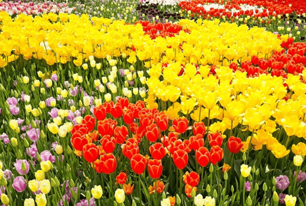 온라인 커뮤니티