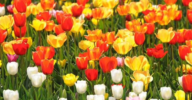 온라인 커뮤니티