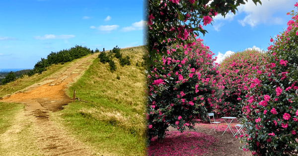 온라인 커뮤니티 / 트리플