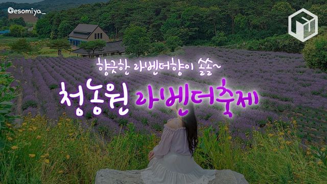 2025 고창 청농원 라벤더 축제 / ⓒ여행톡톡