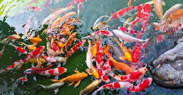 온라인 커뮤니티