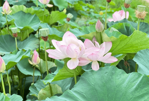 온라인 커뮤니티