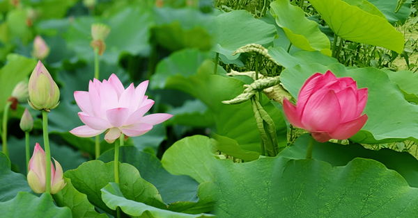 온라인 커뮤니티