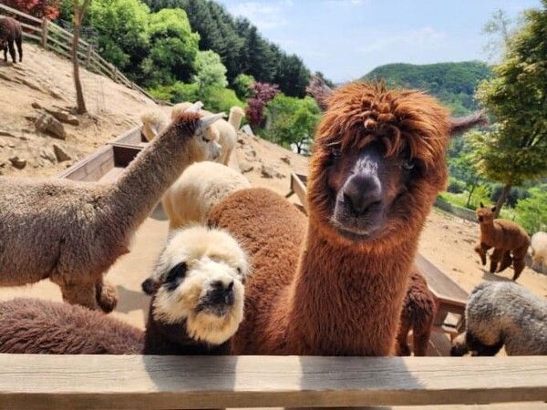 온라인 커뮤니티