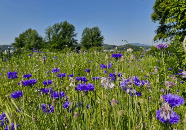 온라인 커뮤니티