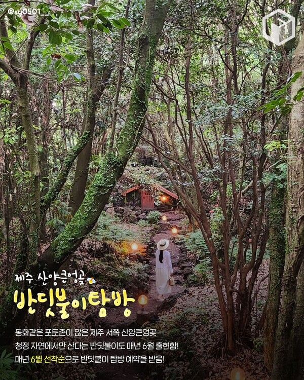 2025 산양큰엉곶 반딧불이 탐방 / ⓒ여행톡톡