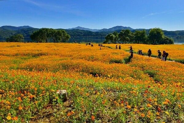 온라인 커뮤니티