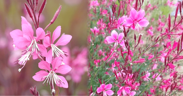 태안빛축제꽃박람회 / 온라인 커뮤니티