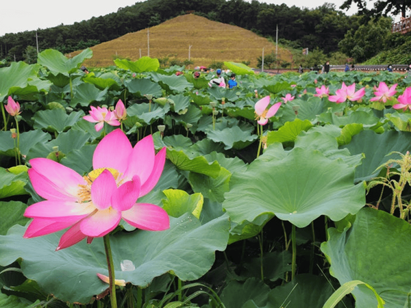 온라인 커뮤니티