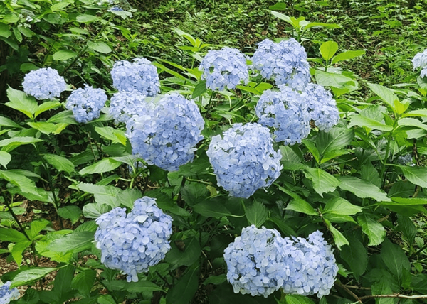 온라인 커뮤니티